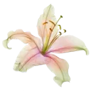 8_flower