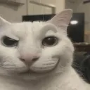 smugcat smugcat