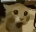 surprisedcat