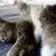 CatCuddle
