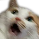 cat_scared
