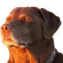 Cooked_dog