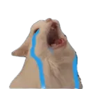 Why_cat