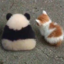 us custom emote - .✦ ݁˖  𝐃𝐈𝐑𝐄𝐖𝐎𝐋𝐅 𝐃𝐄𝐍 .✦ ݁˖