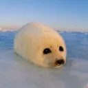 seal