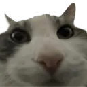 pluh