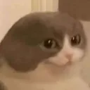 cat_noear