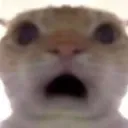 ohmygyat