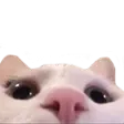 Meow_lurk