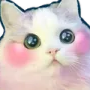 ccgg_catshy Discord emoji