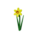 daffodil