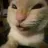 muheh_cat
