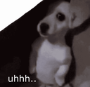shy_dog custom emote from ✧ 𝙁 𝙀 𝙍 𝘼 𝙇 ✧