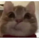 oop