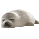 o_cute_seal