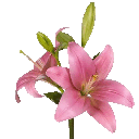 gglittleangel_flowers