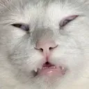 adele_cat