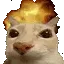 gatoFire