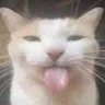 BLEHH BLEHH