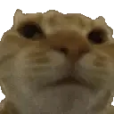 catno