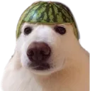 waterdug