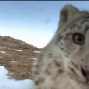 snowleopardcamera