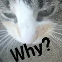 why