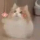 CatFlowah