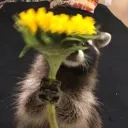 GiveFlowah