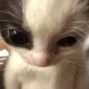 mad custom emote from 𝓶𝓲𝓼𝓽