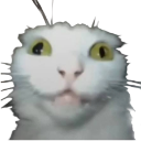 crazycat custom emote | ˗ˏˋ ★-Peace Island-★ ˎˊ˗ {hangout/Vc/chatting/community}