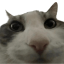 closecat Discord sticker from ˗ˏˋ ★-Peace Island-★ ˎˊ˗ {hangout/Vc/chatting/community}