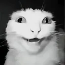 spook_catto