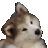 doggu_vibbin