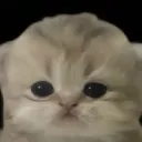 meow
