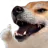 ngt_doggyok