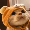 ngt_cutecat