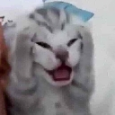cat_oh_no Discord Emoji - '' ₊🌷⁺ Ask To DM ❥ Egirls ❥ Nitro ❥ Make Friends ❥ VC ❥ Tags ❥ Hangout ❥ Ask2DM ❥ Sfw ❥ Non Dating