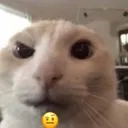catstare