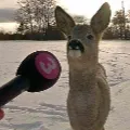 deerinterview