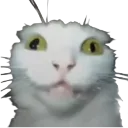 mm_catCrazy