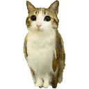 meowl