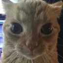 Gatocat_Malice