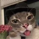 Gentlemancat