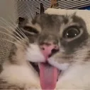 cattonguee