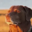 z_dog_meme_emoji