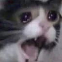 CatCry