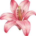 pinklilyflower