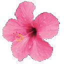 73458tropicalflower