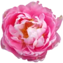pinkroseflowermea